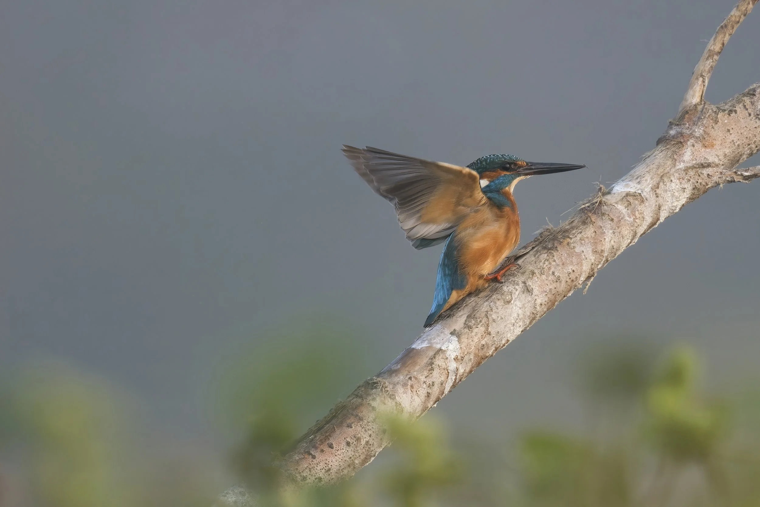 Common Kingfisher (Alcedo atthis) — Wildlife Photography Journey